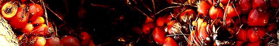 Finance Staff (Account Payable)