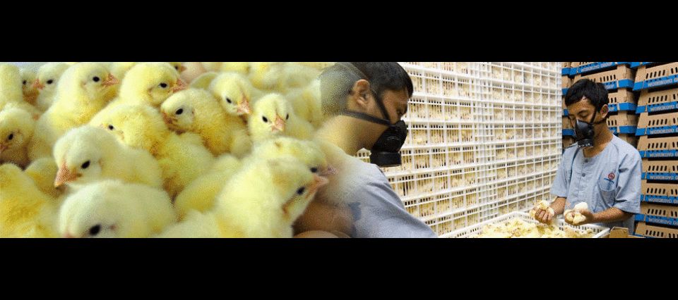 Personal Assistant to President Director