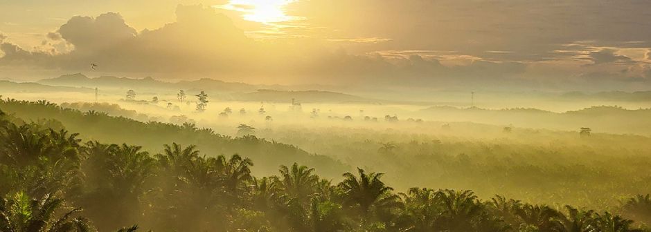 Project Manager - Pabrik Kelapa Sawit (PKS)